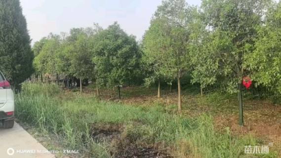 10公分大叶女贞