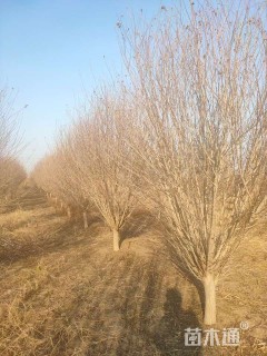 高度320厘米木槿