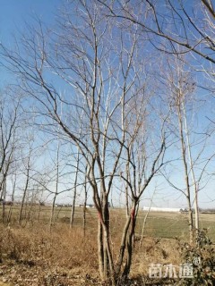 10公分(5杆)丛生乌桕