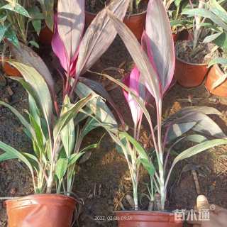 高度40厘米红叶朱蕉