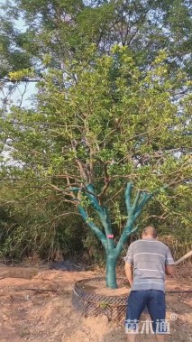 2公分(2杆)丛生香橼