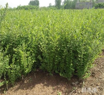 高度50厘米水蜡