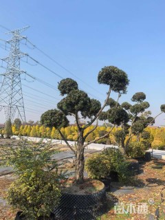 容器苗造型罗汉松