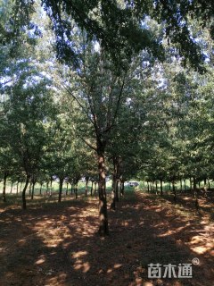 18公分对节白蜡