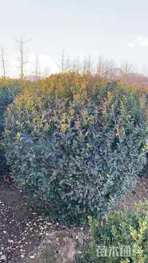 冠幅180厘米金叶女贞球