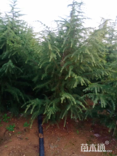 高度900厘米雪松