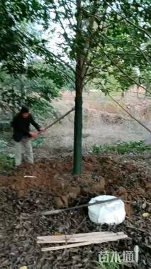 18公分乐昌含笑