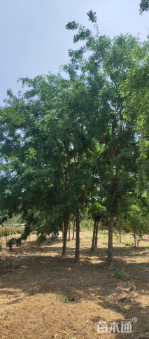 30公分红皮皂角