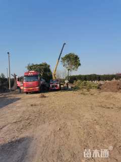 20公分大叶女贞