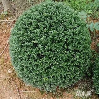 冠幅150厘米龟甲冬青球
