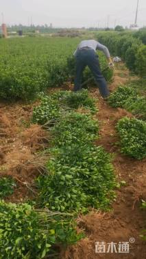 高度40厘米大叶黄杨