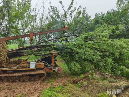 100公分丛生榔榆