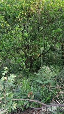 高度500厘米丛生胡柚