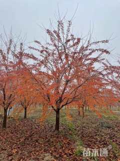 高度500厘米印第安魔力海棠