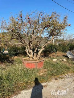 高度150厘米石榴