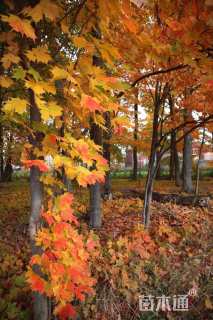 15公分美国红枫