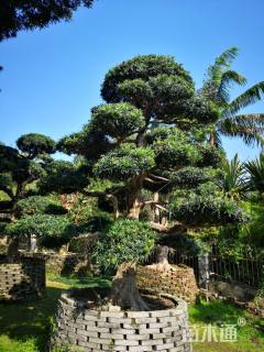 30公分造型罗汉松