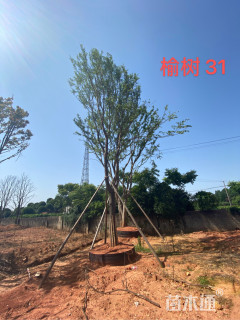 30公分朴树