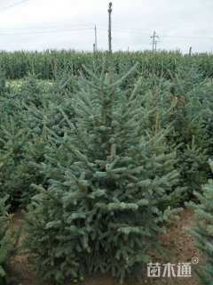 高度150厘米青海云杉