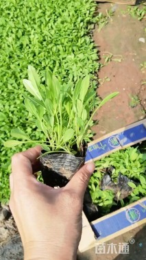 高度20厘米剑叶金鸡菊