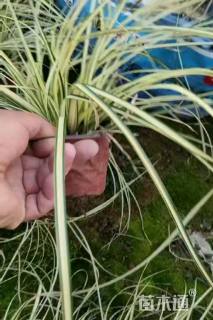 高度30厘米金叶苔草