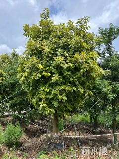 高度5厘米富贵榕