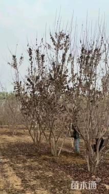 高度600厘米丛生茶条槭