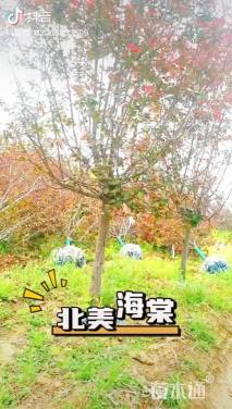 15公分北美海棠