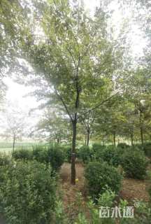 12公分朴树
