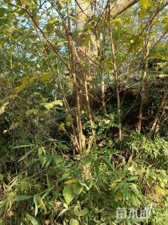 60公分紫花泡桐