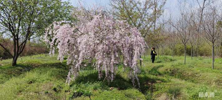 10公分雨晴垂枝樱