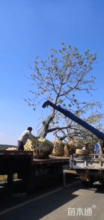 12公分北美鹅掌楸