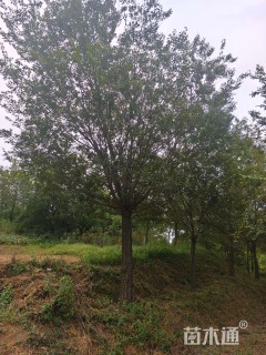 原生苗朴树