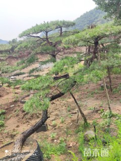 10公分造型油松