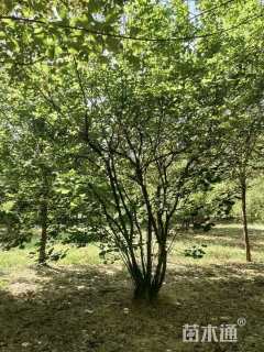 高度400厘米丛生玉兰