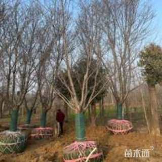 15公分染井吉野樱