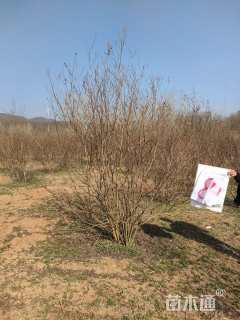 高度300厘米丛生紫薇