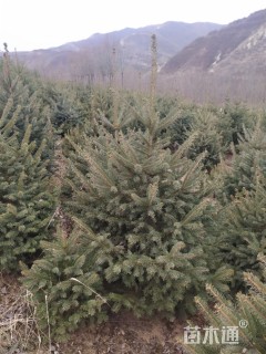 高度200厘米云杉