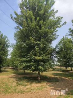 20公分美国红枫