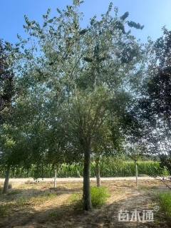 25公分桃叶卫矛