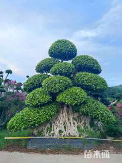 100公分造型小叶榕