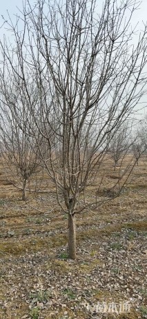 12公分红宝石海棠