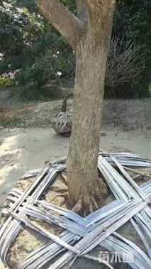 高度90厘米黄杨