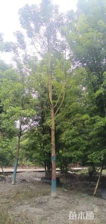 11公分美国红枫