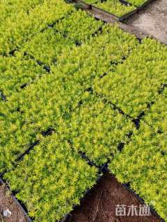 高度10厘米金叶佛甲草