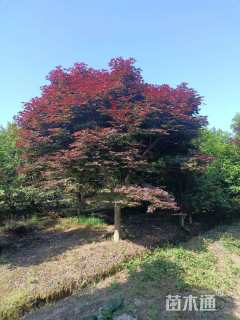 13公分中国红枫