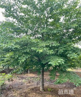 18公分染井吉野樱