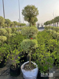 高度150厘米金姬小蜡