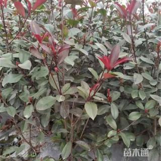 40公分红叶石楠绿篱