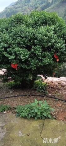 高度2500厘米雀舌黄杨